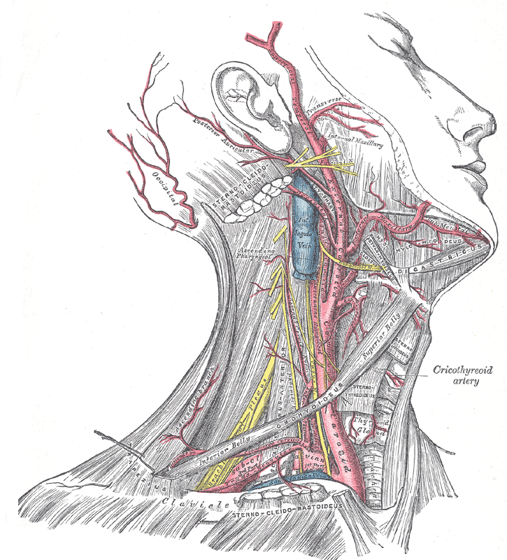 NBDE Part 1 – Head and Neck Anatomy Video