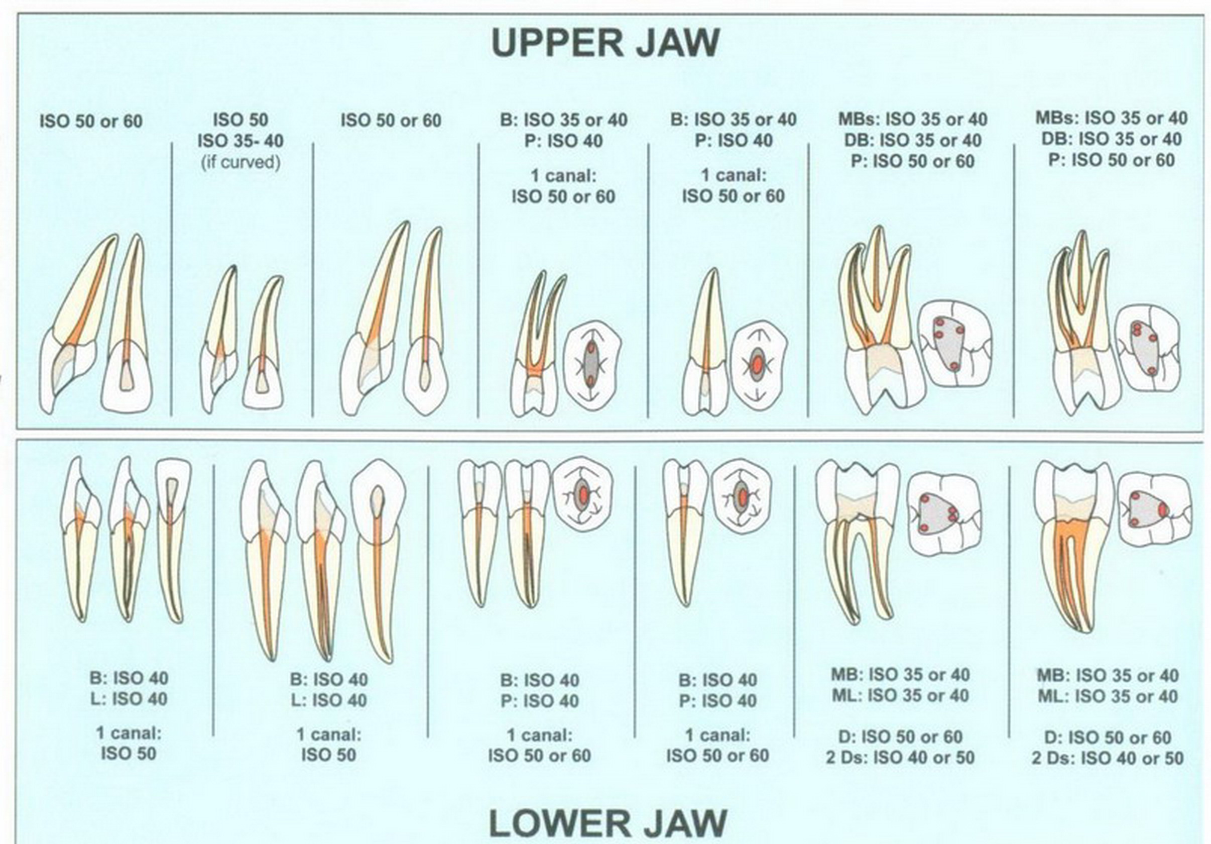 Endodontic chart Endodontic chart