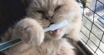 Ten Bizarre and Scary Animal Teeth Facts!!!