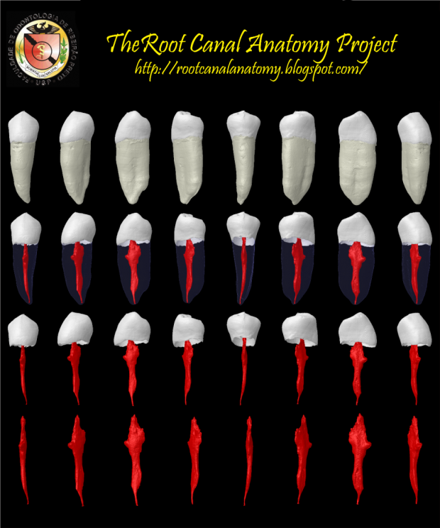 The Root Canal Anatomy Project! 