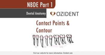NBDE Part 1 – Dental Anatomy: Contact Points and Contour