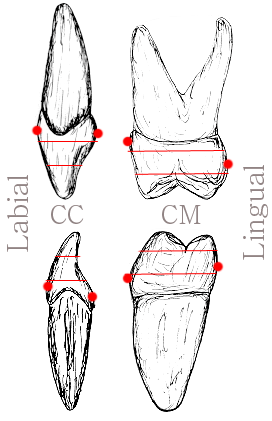 Side View ( C= Cervical 3rd / M = Middle 3rd)