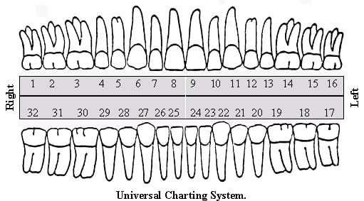 Anterior And Posterior Teeth Chart