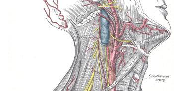 NBDE Part 1 – Head and Neck Anatomy Video