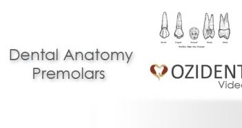 Video: Dental Anatomy – Permanent Premolars